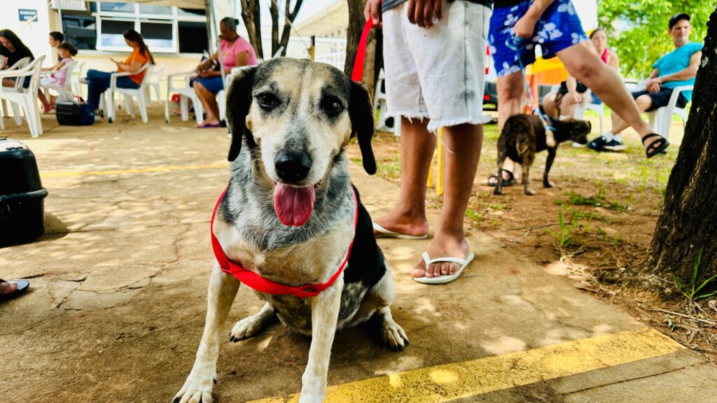 campanha de castração gratuita