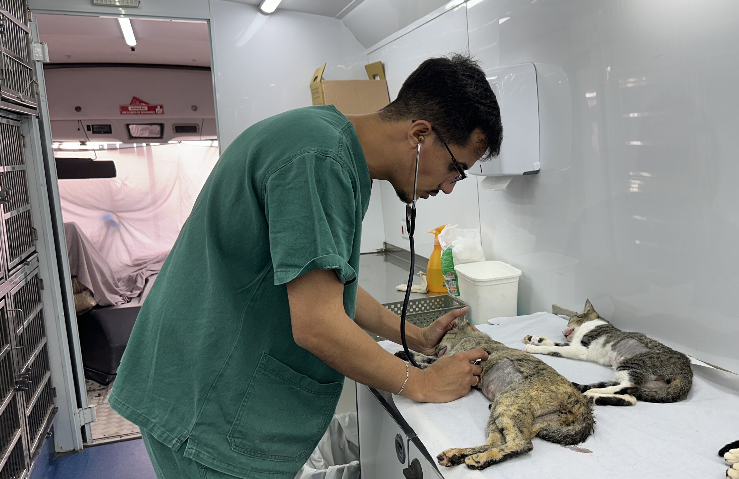 mutirão de castrações